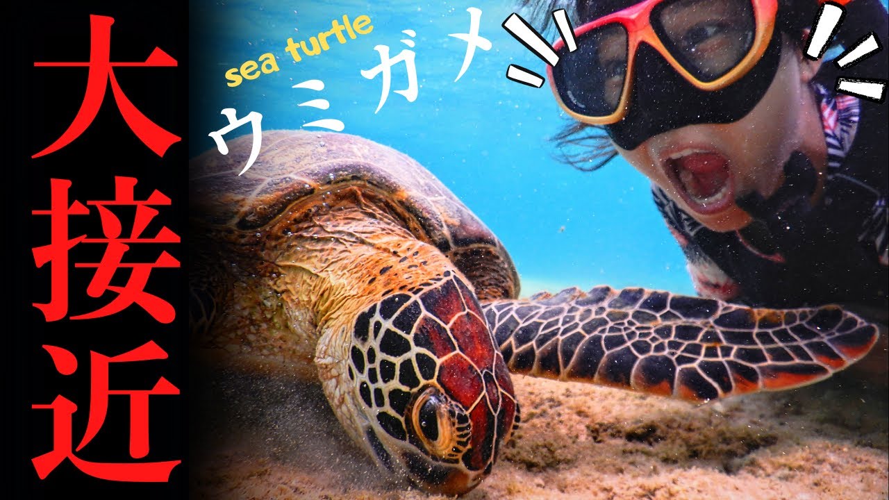 過去一番人馴れしたウミガメに遭遇！記念写真をお願いしてみた【大度海岸/ジョン万ビーチ】