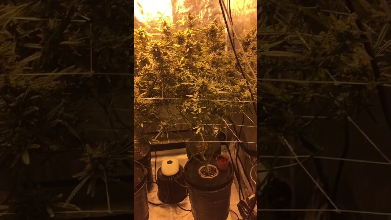 4x4 tent 600 watt harvest day 56