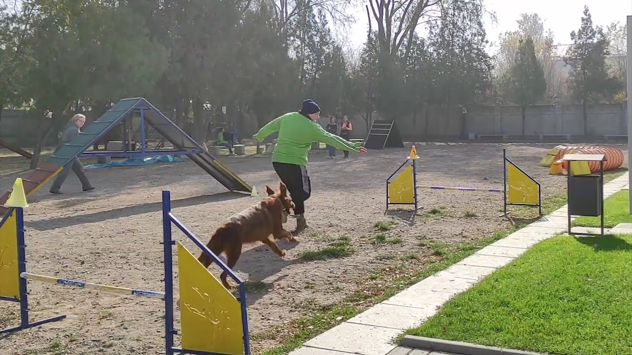 Аджилити проход трассы А0 с сеттером