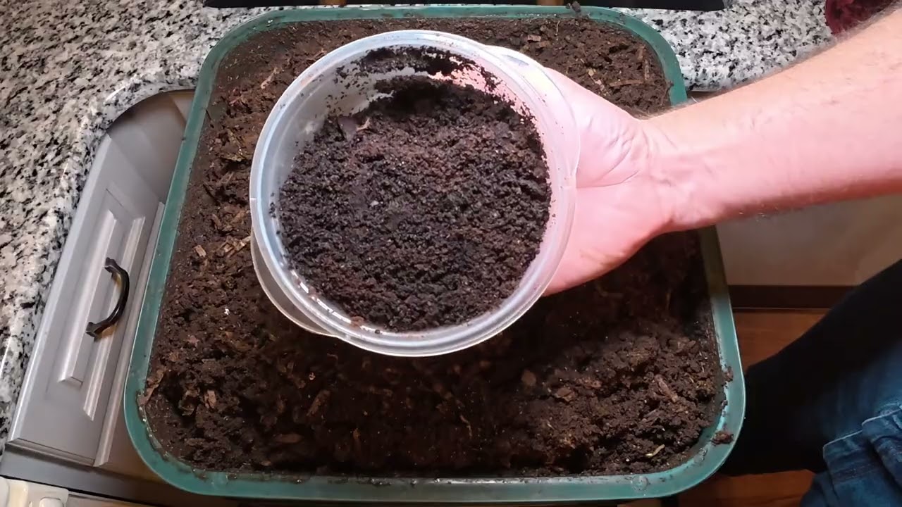 Worm Wednesday Feeding Vermihut Feeding Check In 