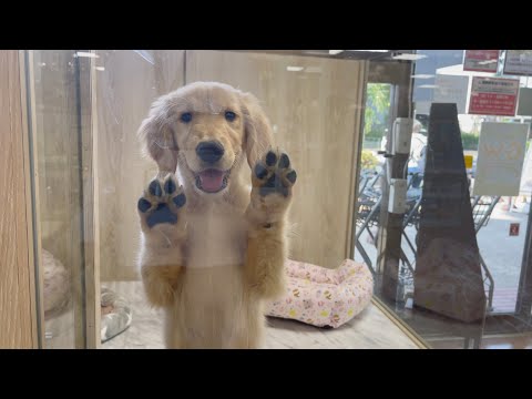 【急展開】売れ残りのゴールデンレトリバーの結末は・・・
