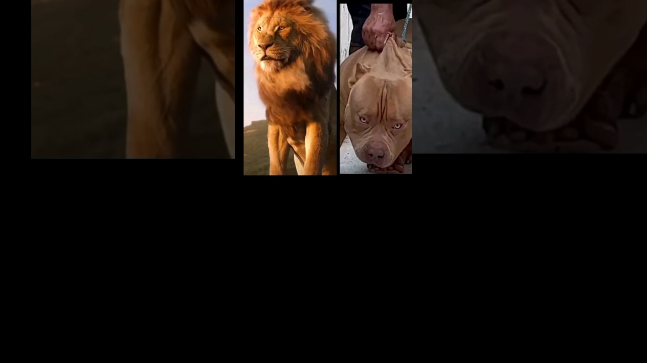 pitbull vs Leão