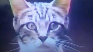 Meow Mix Commercial Blue Box Flavors 1979