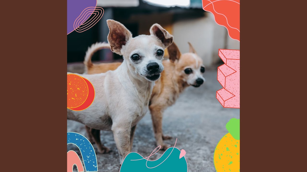 Exquisite Moods for Dog Rewards