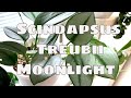 Scindapsus Treubii Moonlight House Plant Care Tips