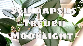 Scindapsus Treubii Moonlight House Plant Care Tips