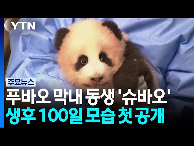 푸바오 막내 동생 이름 '슈바오'로...생후 100일 모습 첫 공개 / YTN