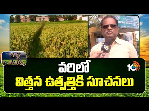 వరిలో విత్తన ఉత్పత్తికి సూచనలు | Seed Treatment In Paddy Crop | Matti Manishi | 10TV News - 10TVNEWSTELUGU