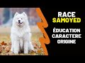 Race de chien samoyde  caractre prix education histoire inconvnients qualits sen occuper