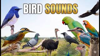 Bird Sounds and Names | Birds Chirping | Birds Sounds Compilation | Learn Bird Name & Sounds #birds
