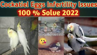 Cockatiel Eggs Infertility Issues l Cockatiel Fast Breeding l Infertility In cockatiel Eggs screenshot 5