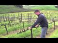 Vineyard management  about our vines