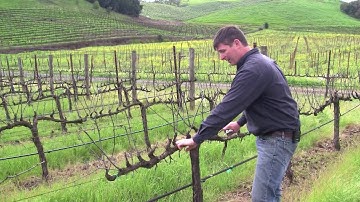 Vineyard Management - About Our Vines
