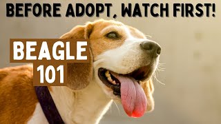 Beagle 101: A Comprehensive Guide to the Breed