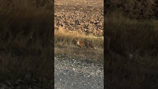 FOX in my village