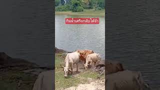 #น้องวัวกินน้ำเสร็จกลับได้จ้า #cows