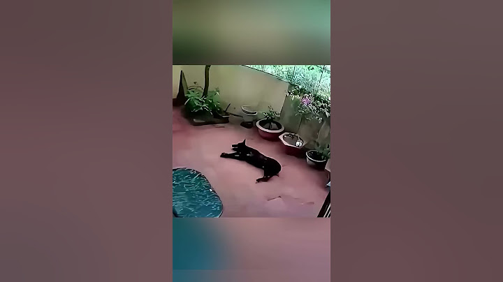 Dieser Hund stellte sich tot, um ein kleines Mädchen zu retten 🥹