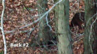 Age these two Whitetail Bucks