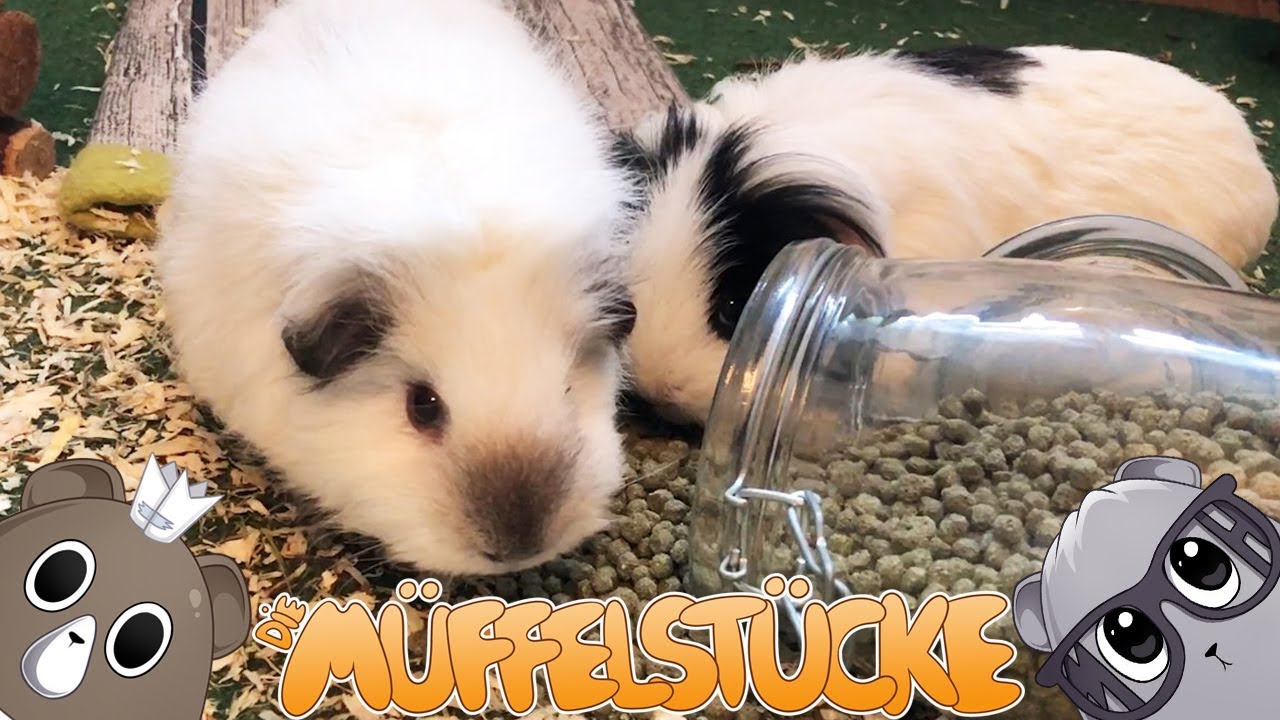BÖSE Meerschweinchen! | Die Müffelstücke