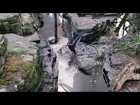 A group of Inca terns and their enclosure