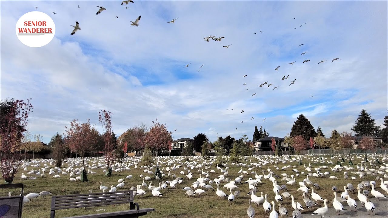 Vancouver street walk, EP221 - Snow geese in McCallan Neighbourhood Park, Richmond