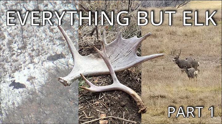 COLORADO 4TH RIFLE ELK HUNT, Public Land 2025 Part 1