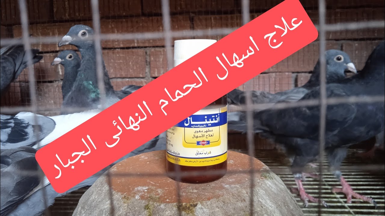 علاج اسهال الحمام النهائى| والحمام بيخس ويموت فجاءه| بالزجاجه انتينال شوف فديو للآخر ونتيجه جباره💪🕊️