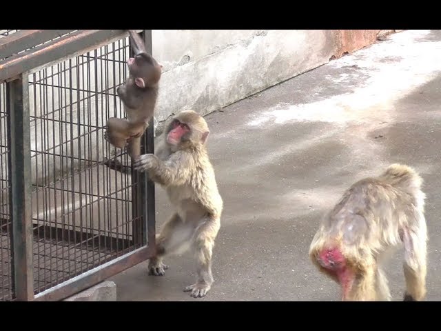 Baby Monkey 16 - Never listen to Big Sister - YouTube