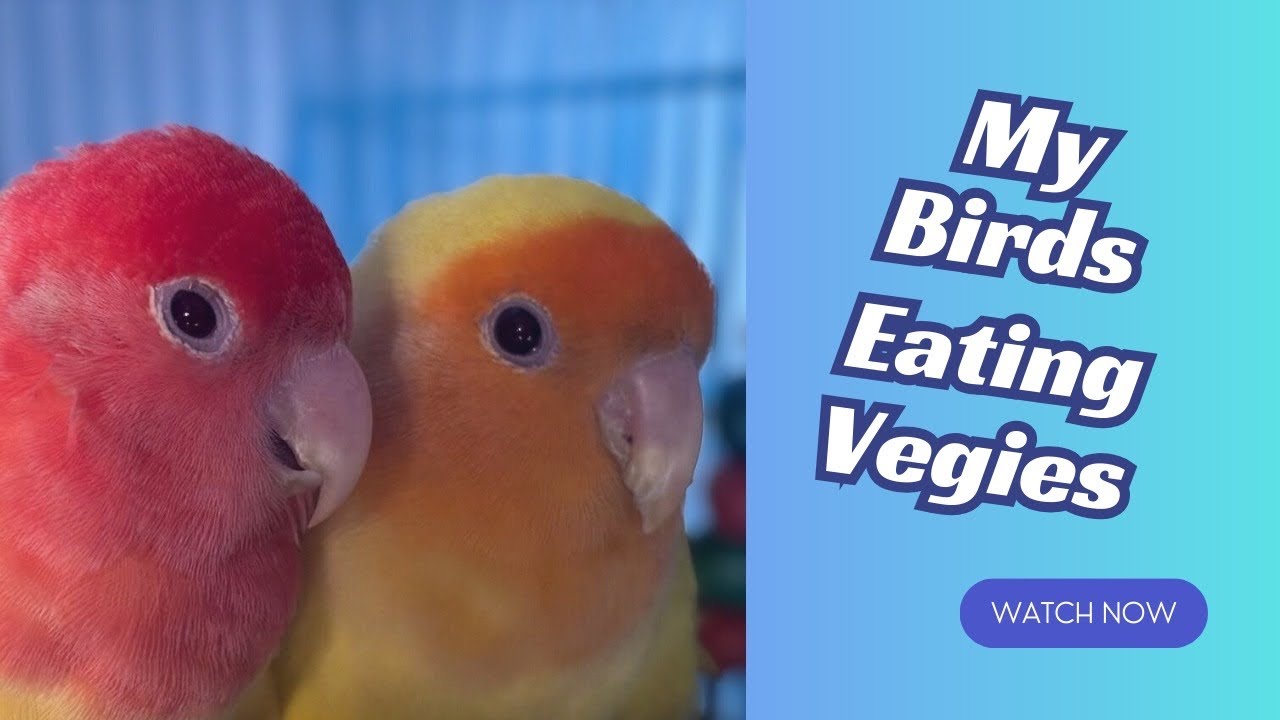 My birds eating vegies 