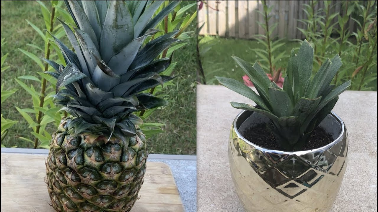 Air Purifier Pineapple Indoor Plant How to Propagate Reduces Snoring Cleans Air & Reduce