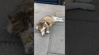 Perihan Kalk Işe Gidecen I