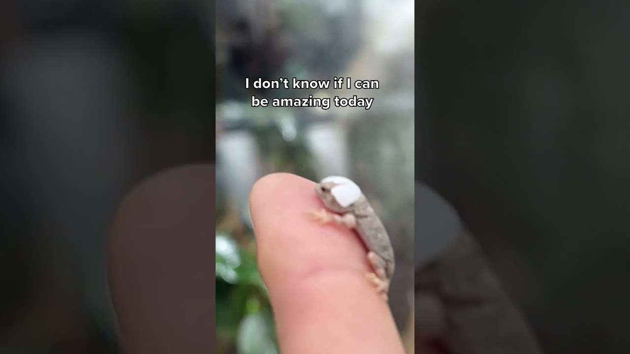 Lizard wearing an eggshell hat