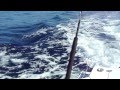 Albin 28 TE Tounament Express Fishing in Panama