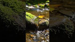 Su Sesi ve Doğanın Tadı #asmr #nature #relaxing