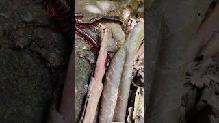 Menyeramkan! banyakmillipede Besar... #snailhunter
