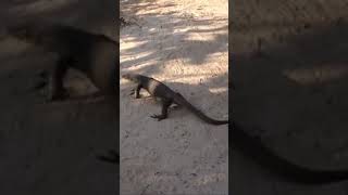 Варан гуляет между столиков пляжного кафе. Varan walks between the tables of a beach restaurant.