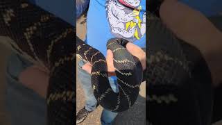Celebrity My boelens python outside shimmering #boelenspython #anaconda #shorts Wealth