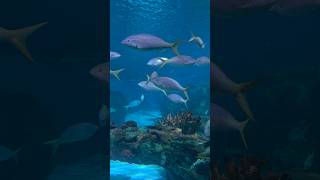 Yellowtail Snapper Ripleys Aquarium Toronto - Soft Piano Relaxing Music