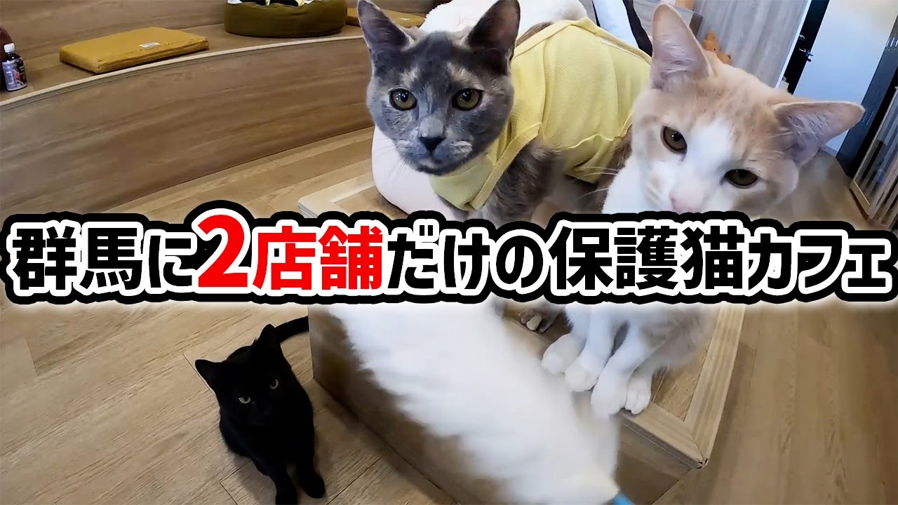 高崎市の保護猫カフェに行ったら人気者に…