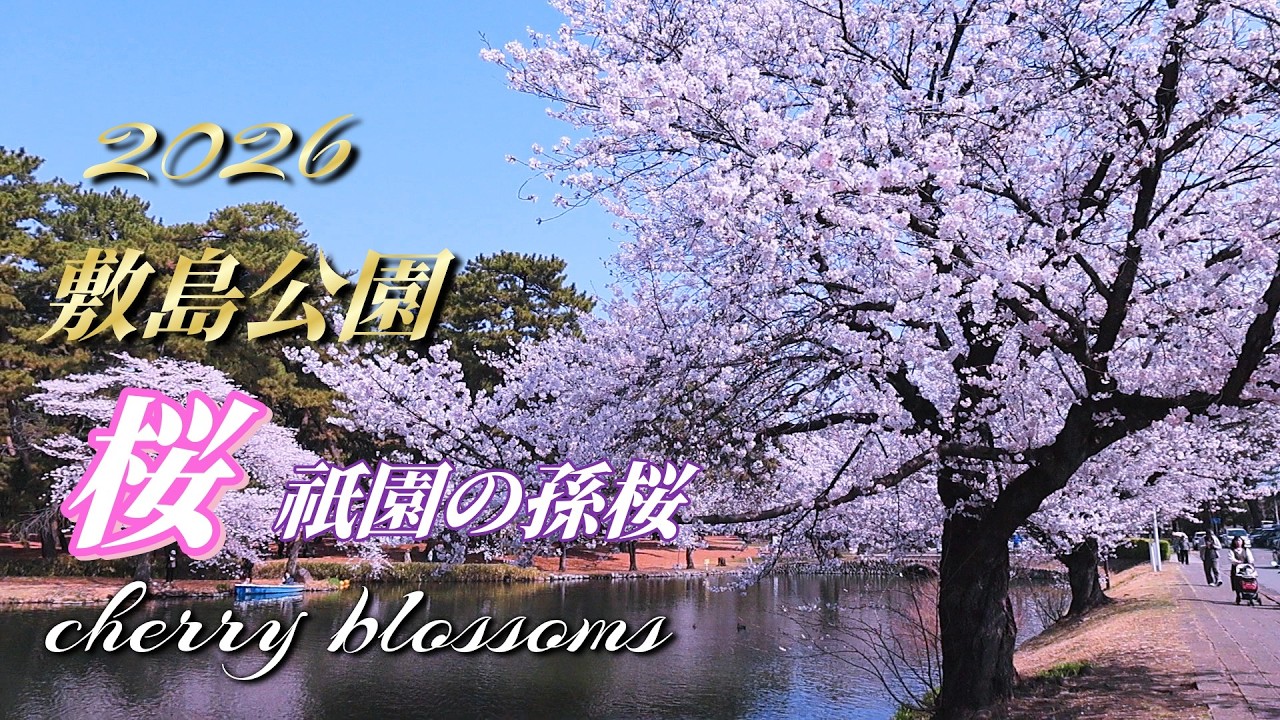 Shikishima Park Cherry Blossoms] Cherry blossoms photographed on