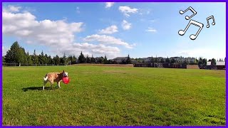 Exploring the Lakeland Hills Vista Trail,  Relaxing Virtual Dog Walk w/ Music / Nature Sounds/PNW WA