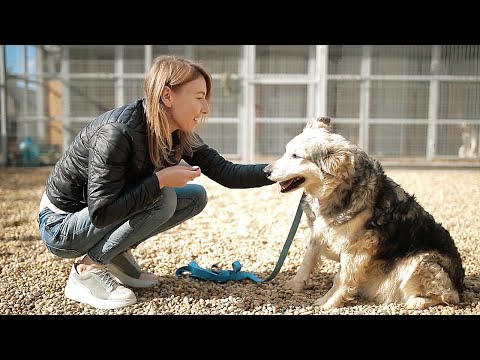 Лучший пёс, 9 выпуск