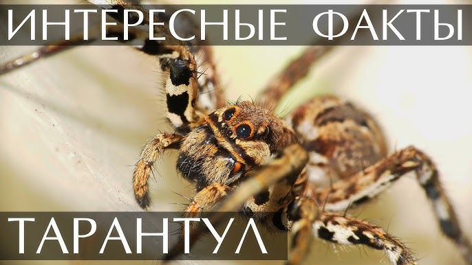 Кішкентай ұлымен жыныстық қатынас Цензурасыз жапондық порно шоу