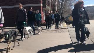 Traing the Trainers Seminar | T3 Walk | Solid K9 Training Dog Training