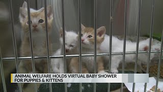 Animal Welfare holds virtual baby shower for puppies, kittens