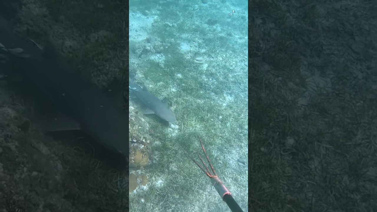 My Son Had To Retrieve His Spear… While Sharks Circled 😳🦈
