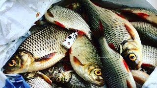 видео: Хорошая Рыбалка . Краснопёрка на Попла Поппер картинка: Хорошая Рыбалка . Краснопёрка на Попла Поппер