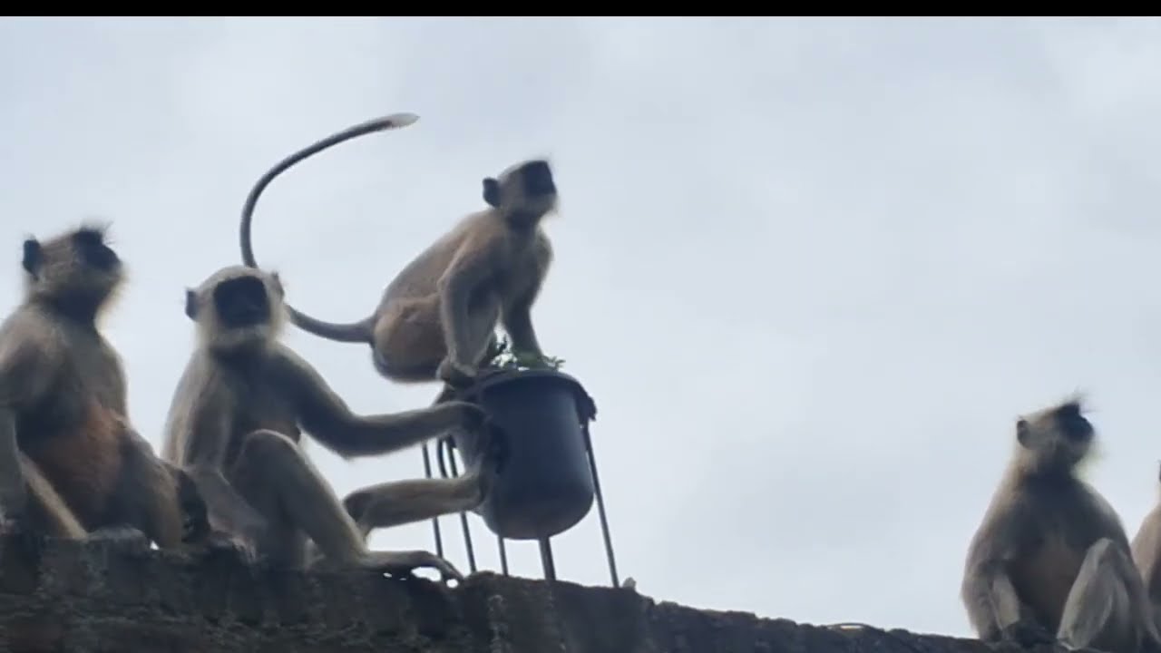 Monkey's gang in fear .  Bandaro me gang war ka dar .