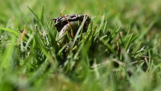 Team work:Ant attacking worms screenshot 4