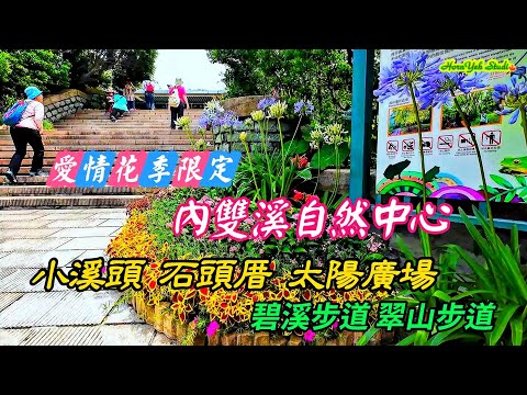 愛情花季限定 內雙溪自然中心 小溪頭 石頭厝 太陽廣場 順走 碧溪步道 翠山步道 Agapanthus in Neishuangxi Nature Center